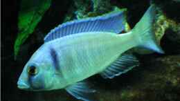 aquarium-von-justin-becken-6185_Placidochromis elektra