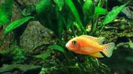 aquarium-von-justin-becken-6185_Aulonacara fire fish