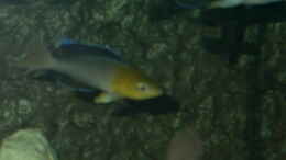 Foto mit Cyprichromis Leptosoma (jumbo Yellowhead)