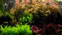 aquarium-von-thomas-hermsdorf-becken-6195_