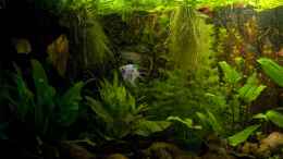 aquarium-von-thomas-hermsdorf-becken-6195_