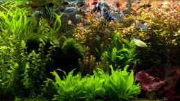 aquarium-von-thomas-hermsdorf-becken-6195_