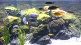 aquarium-von-mike-huegi-becken-6207_