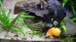 aquarium-von-rene-leubecher-becken-6208_