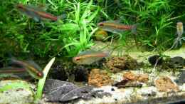 aquarium-von-rene-leubecher-becken-6208_