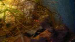 aquarium-von-rene-leubecher-becken-6208_