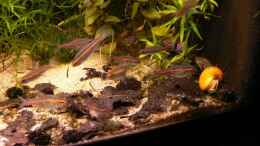 aquarium-von-rene-leubecher-becken-6208_