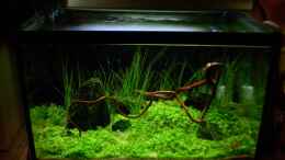 aquarium-von-marc-joist-becken-6231_