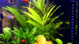 aquarium-von-cathrin-krause-becken-6233_