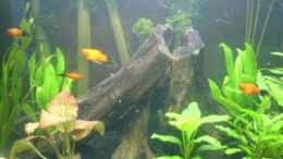 aquarium-von-cathrin-krause-becken-6233_Die ersten 4 Platy