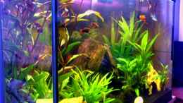 aquarium-von-cathrin-krause-becken-6233_