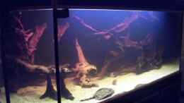 aquarium-von-horst-becker-becken-624_Abends