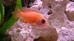 aquarium-von-oliver-raedel-becken-6244_Aulonocara fire fish / Männchen