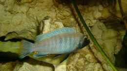 aquarium-von-oliver-raedel-becken-6244_Pseudotropheus polit