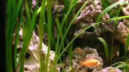 aquarium-von-oliver-raedel-becken-6244_Vallisneria Giganta