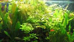 Foto mit Ech. Red Rubin u. Hygrophila polysperma