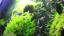 aquarium-von-robert-lehmberg-becken-6270_