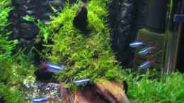 aquarium-von-robert-lehmberg-becken-6270_