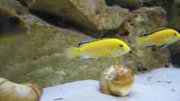 aquarium-von-oliver-knoenagel-becken-6271_2 Yellows machen das Becken unsichter :-)