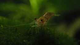 aquarium-von-philipp-schmitt-becken-6281_Neocaridina heteropoda var. Red