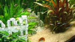 aquarium-von-beat-affolter-becken-6316_