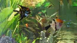 aquarium-von-beat-affolter-becken-6316_