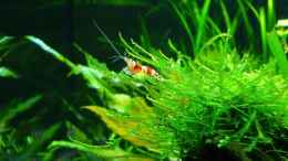 aquarium-von-simon-john-becken-6328_Caridina cf. catonensis Crystal Red (Jungtier)