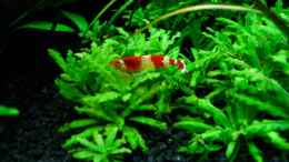 aquarium-von-simon-john-becken-6328_Caridina cf. catonensis Crystal Red (Weibchen)