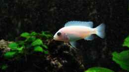 aquarium-von-harald-groener-becken-633_Pseudotropheus callainos White Pearl Weibchen