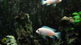 aquarium-von-harald-groener-becken-633_Pseudotropheus callainos White Pearl 