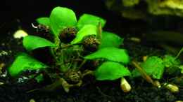 aquarium-von-lee-kienle-becken-6387_Anubias,Garnele,Erlenzapfen