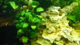 aquarium-von-lee-kienle-becken-6387_Anubias-Lochgestein