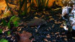 aquarium-von-lee-kienle-becken-6387_Panzerwels