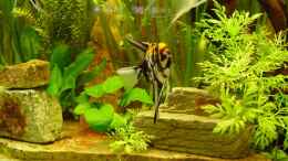 aquarium-von-ralf-bruecher-becken-6390_