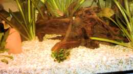 aquarium-von-david-herzog-becken-6392_