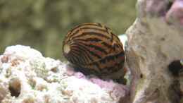 aquarium-von-juergen-langer-becken-6406_Zebrarennschnecke