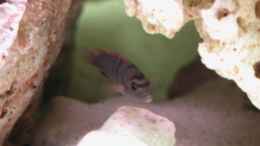 aquarium-von-juergen-langer-becken-6406_Labidochromis hongi Red Top