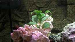 aquarium-von-juergen-langer-becken-6406_Anubias barteri nana