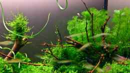 aquarium-von-senf--becken-6424_