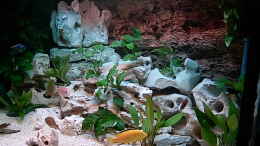 aquarium-von-steffen-langer-becken-643_