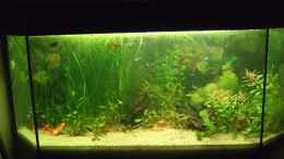 aquarium-von-julia-weber-becken-6434_