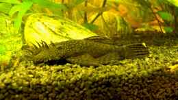 aquarium-von-stefan-reinl-becken-6436_Ancistrus sp. (m)