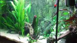 aquarium-von-melanie-burkhard-becken-6451_von rechts...