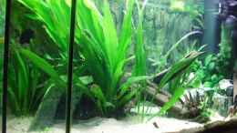 aquarium-von-melanie-burkhard-becken-6451_von links....