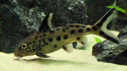 aquarium-von-schlock-becken-6457_Synodontis multipunktatus