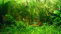 aquarium-von-reiner-pollak-becken-6467_