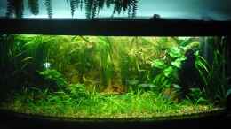 aquarium-von-reiner-pollak-becken-6467_