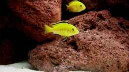 aquarium-von-buderas-danas-becken-6481_Labidochromis Yellow