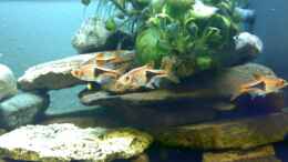 aquarium-von-christopher-schwarz-becken-6505_