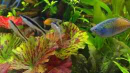 aquarium-von-marcel-kirchhoff-becken-6521_